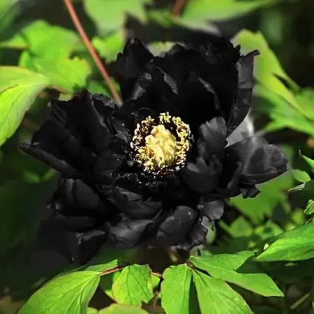 Green Peony Seeds – Symbol of luck and wealth