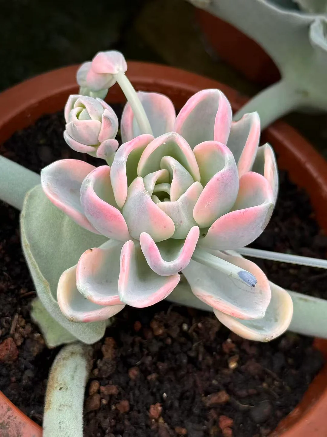 plant Aeonium Echeveria Haworthia  Caudex  Lithops Cactus  Agave 