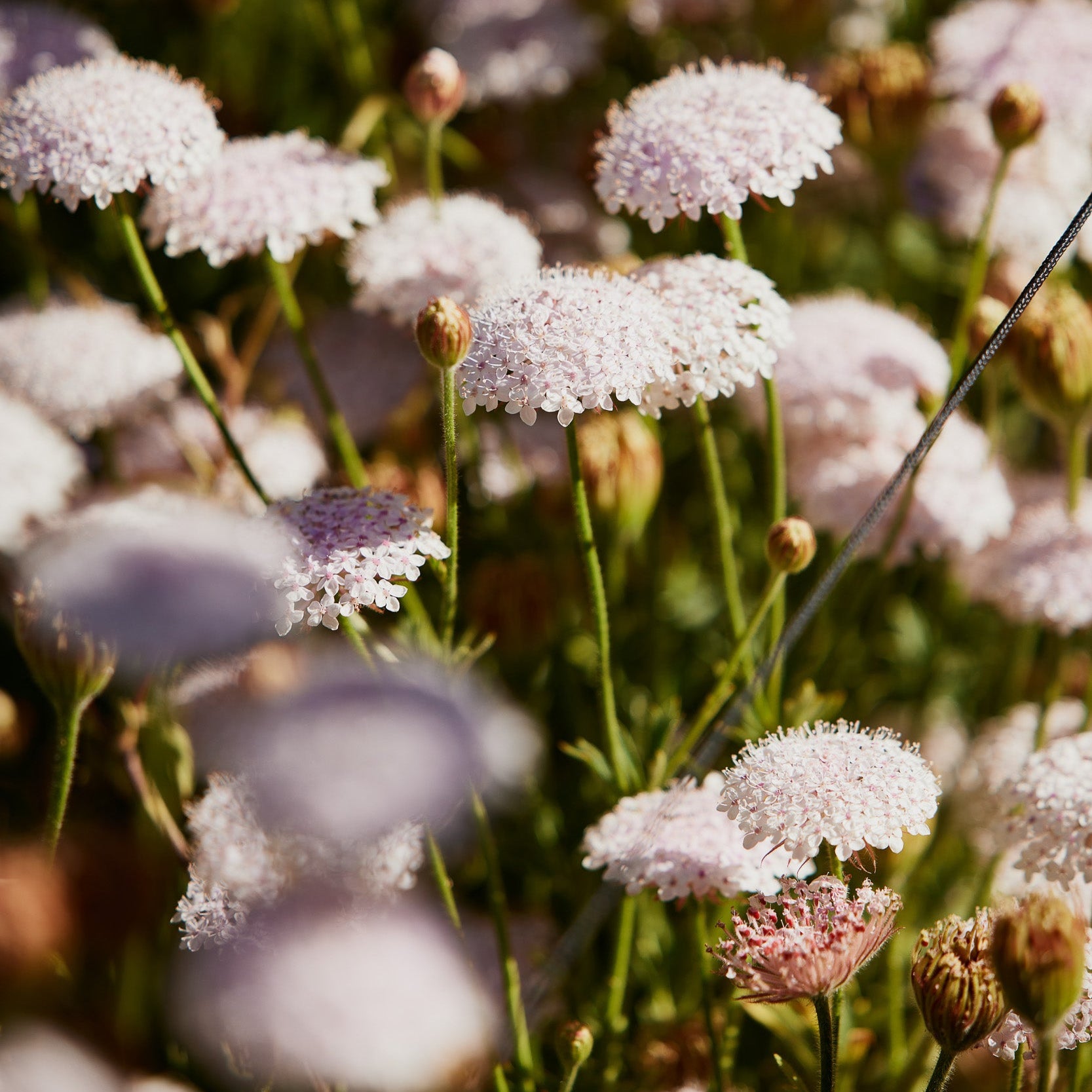 Didiscus Lacy Pink Flower | X 50 Seeds