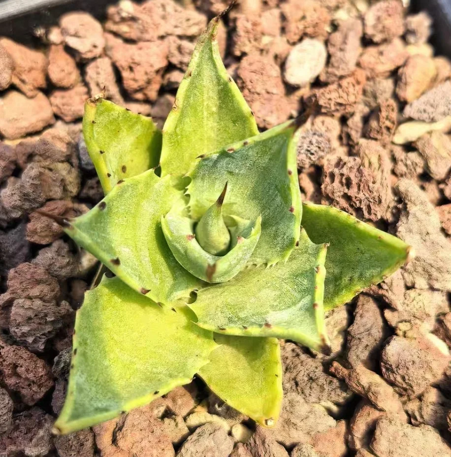 plant Aeonium Echeveria Haworthia  Caudex  Lithops Cactus  Agave 