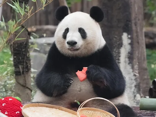 5-Day Giant Buddha Statue, Chengdu Panda Base, and Cultural Tour