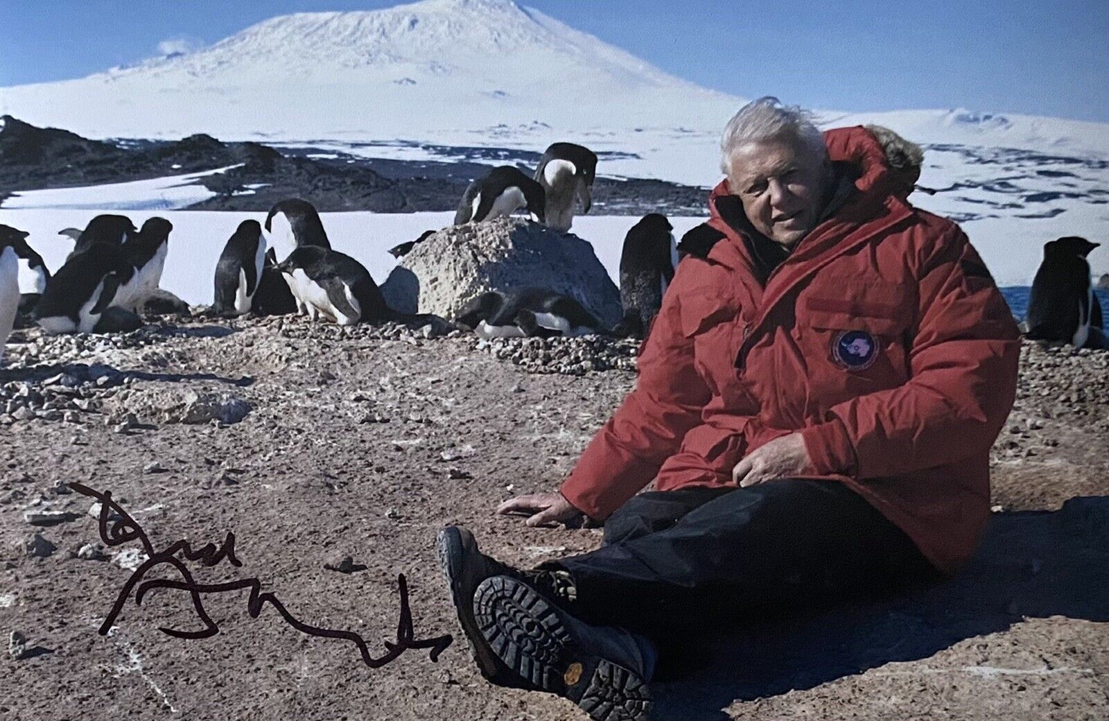 Sir David Attenborough Genuine Hand Signed 6x4 Photo Poster painting 40