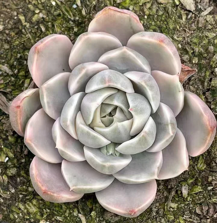 plant Aeonium Echeveria Haworthia  Caudex  Lithops Cactus  Agave 