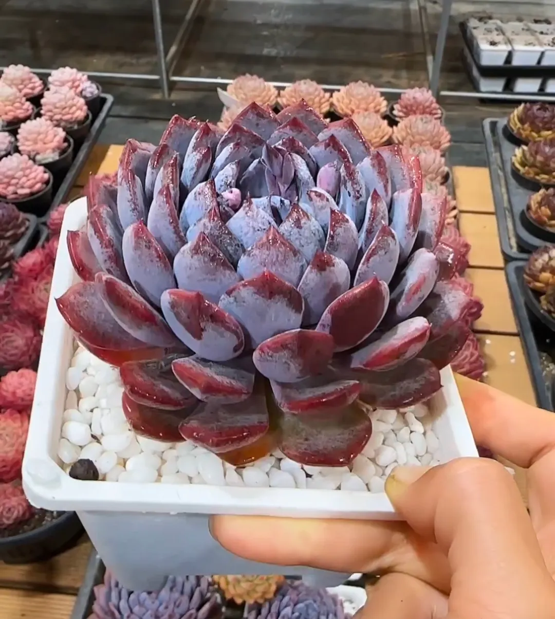 plant Aeonium Echeveria Haworthia  Caudex  Lithops Cactus  Agave 