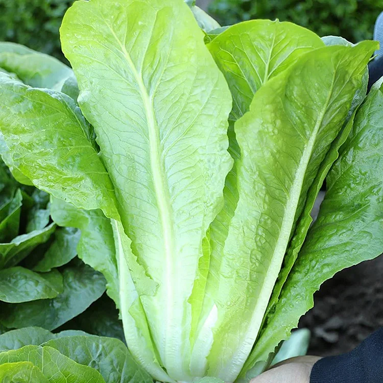 Peacock Lettuce🥬Seeds