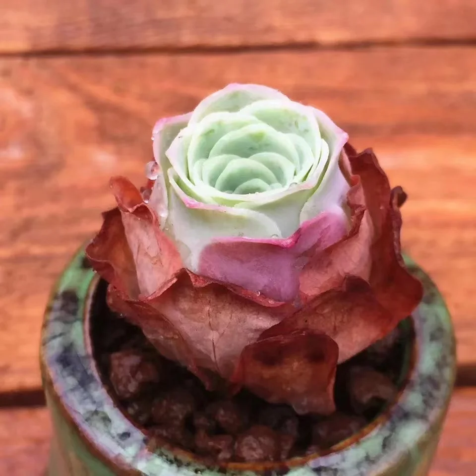 541. Echeveria Ganaria single head  3-4cm / Echeveria /Succulent plants / Garden landscape / Carefully select healthy plants