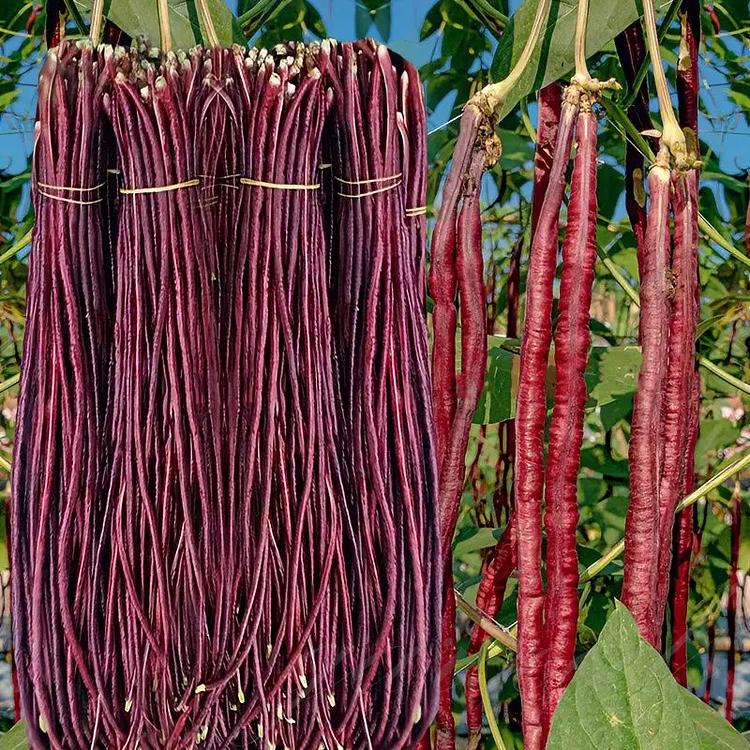 Purple-Red Yardlong Bean Seeds (High Yield)🫘