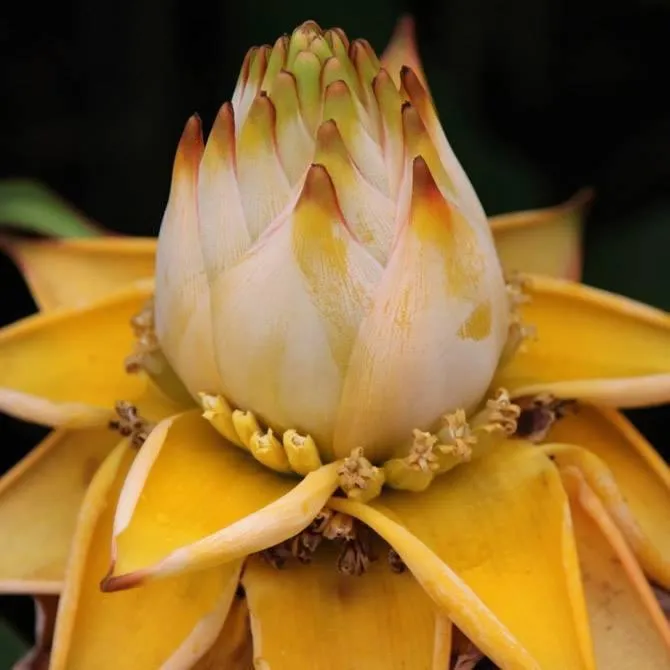 Golden Red Lotus Seeds: Embrace Tranquility with Every Bloom 🌸