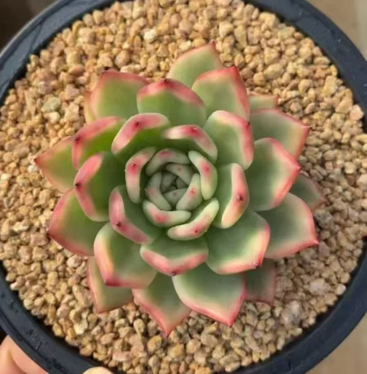 plant Aeonium Echeveria Haworthia  Caudex  Lithops Cactus  Agave 