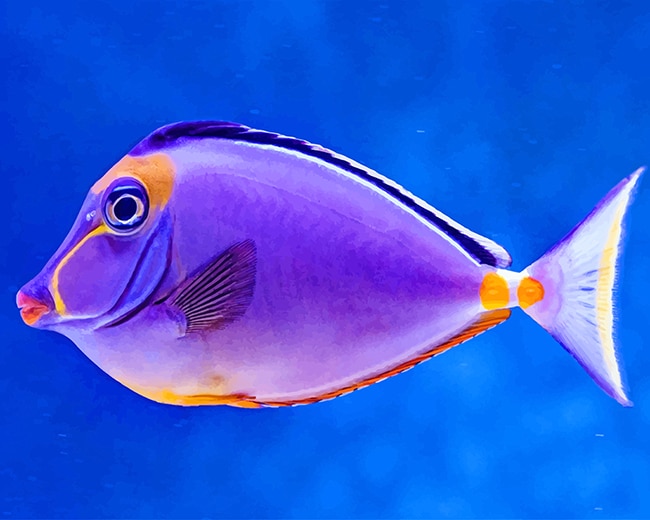 

Beautiful Purple Fish – Paint By Numbers - 40*50CM, 501 Original