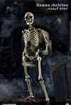 COOMODEL NOBS011 THE HUMAN SKELETON DIECAST ALLOY 1/6 Model