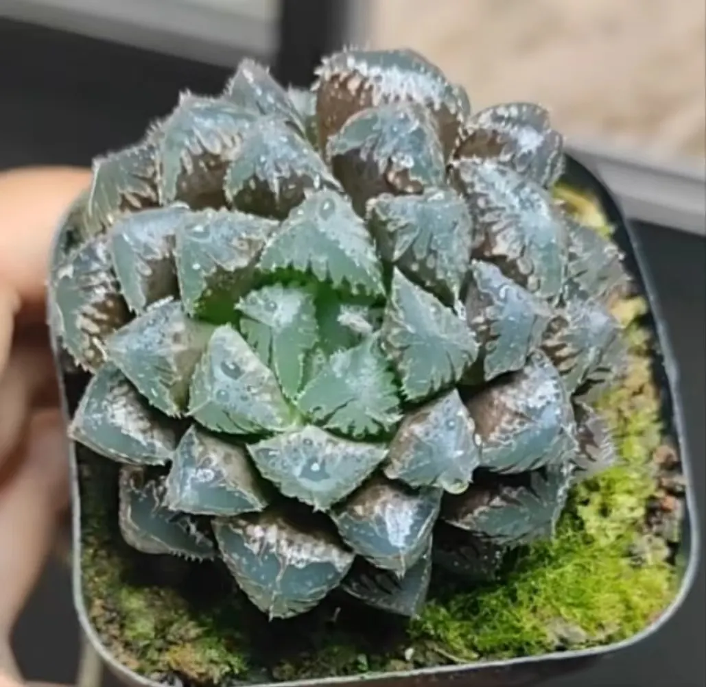 plant Aeonium Echeveria Haworthia  Caudex  Lithops Cactus  Agave 