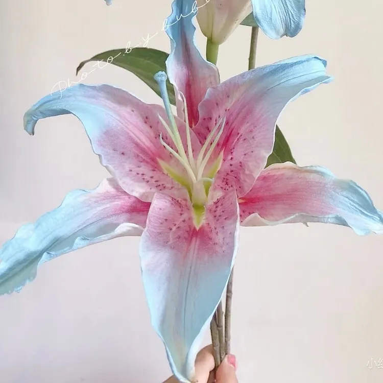 🌸Unique Lily Seeds Mix | A Collector&rsquo;s Choice for Garden Lovers