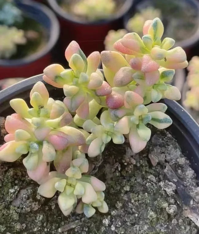 plant Aeonium Echeveria Haworthia  Caudex  Lithops Cactus  Agave 