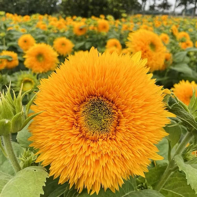 Double petaled toy bear sunflower seeds