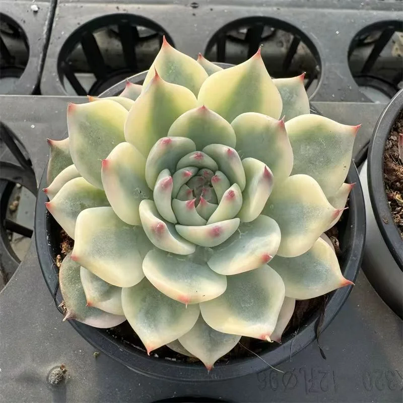 plant Aeonium Echeveria Haworthia  Caudex  Lithops Cactus  Agave 