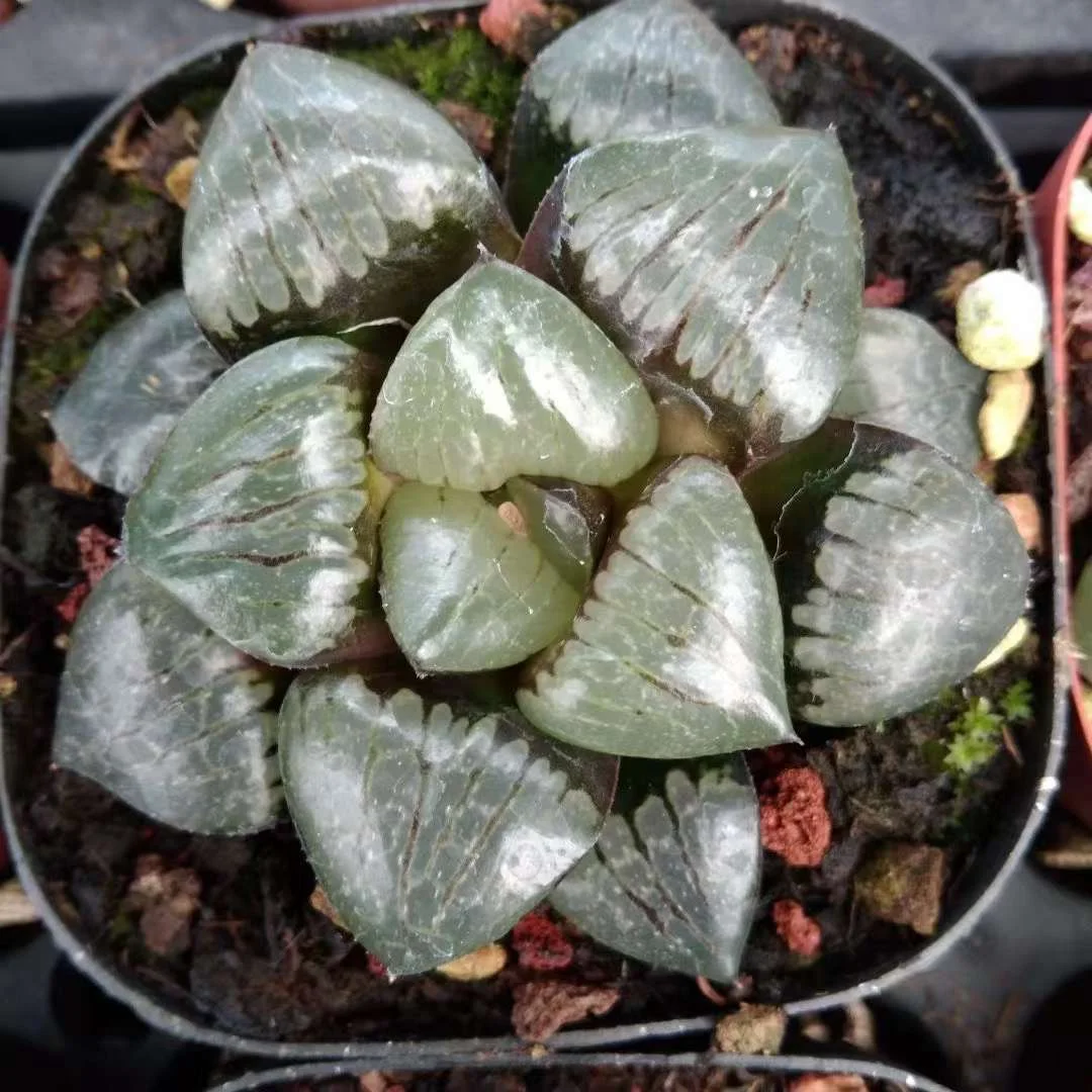 plant Aeonium Echeveria Haworthia  Caudex  Lithops Cactus  Agave 