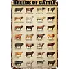 Breeds Of Cattle - Metal Tin Signs(8*12Inch/12*16Inch) - Animal