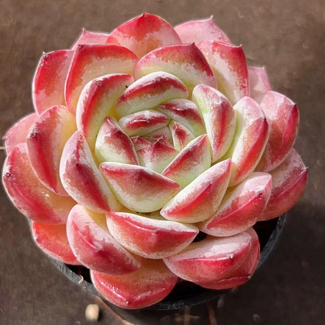 739.   Strawberry almond  single head 4-5cm / Echeveria / Succulent plants / Garden landscape / Carefully select healthy plants