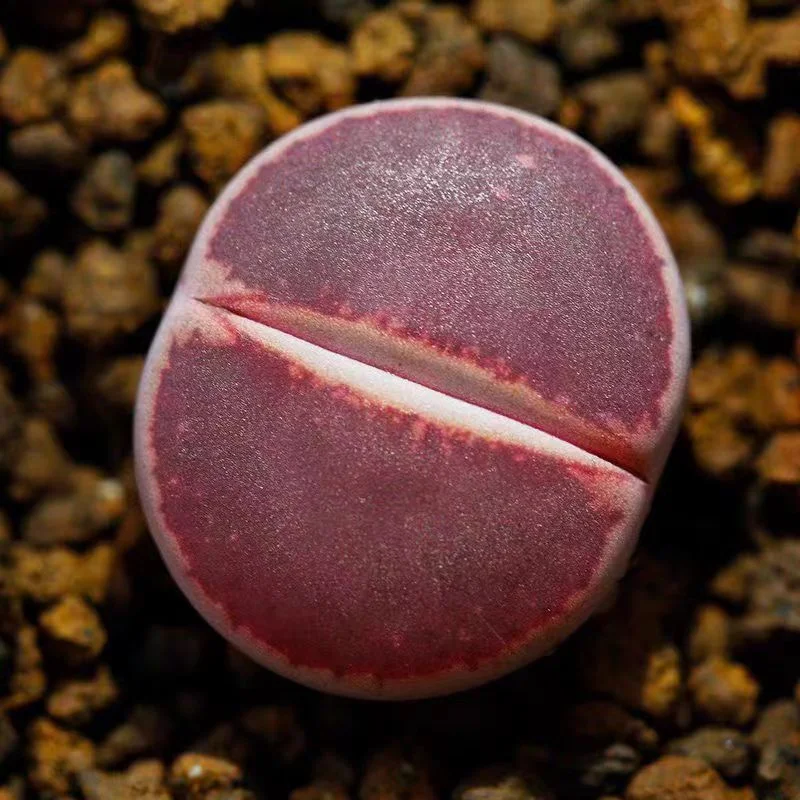861.  KO single head 1-1.5cm/ Lithops and Conophytum  /  Succulent plants / Garden landscape / Carefully select healthy plants