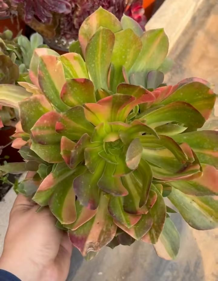 1103. Blushing beauty variation 12-15cm cluster/Aeonium cluster/Aeonium plants / Succulent plants / Garden landscape / Carefully select healthy plants