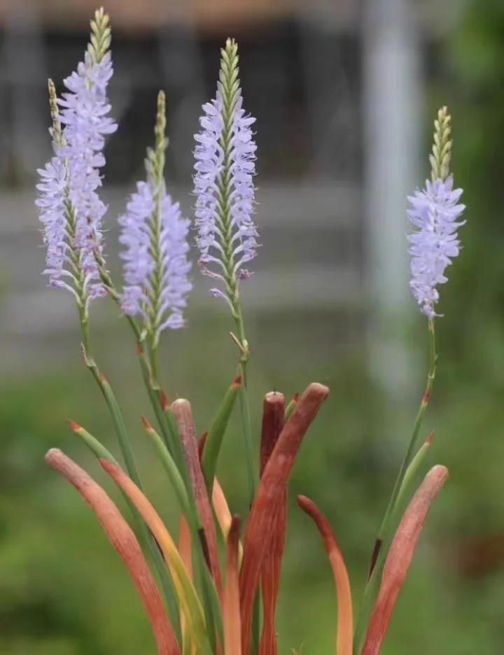 plant Aeonium Echeveria Haworthia  Caudex  Lithops Cactus  Agave 