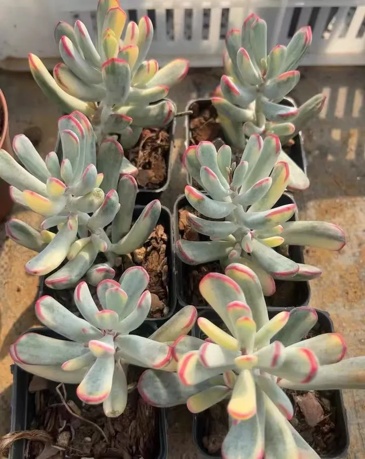 plant Aeonium Echeveria Haworthia  Caudex  Lithops Cactus  Agave 