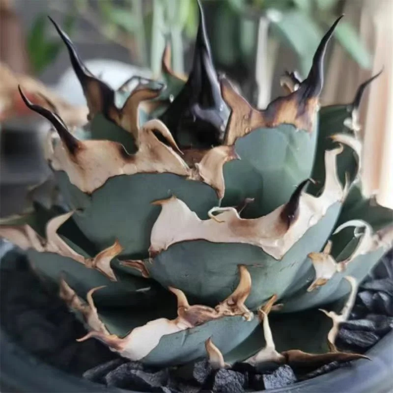 plant Aeonium Echeveria Haworthia  Caudex  Lithops Cactus  Agave 