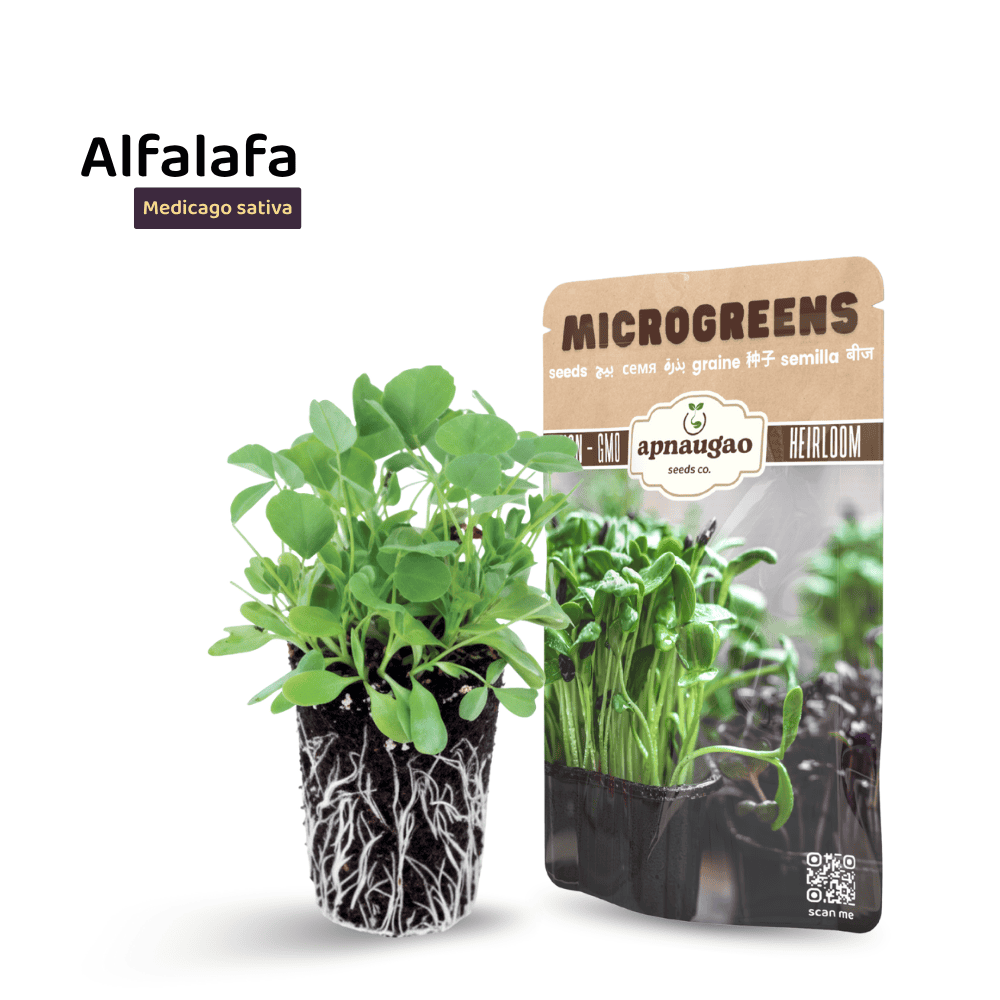 Alfalfa Microgreens Seeds &ndash; Fresh, Crunchy & Nutritious Greens