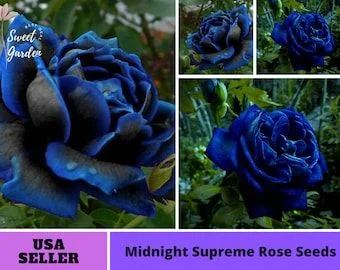 Rare Black Blue Rose- Seeds