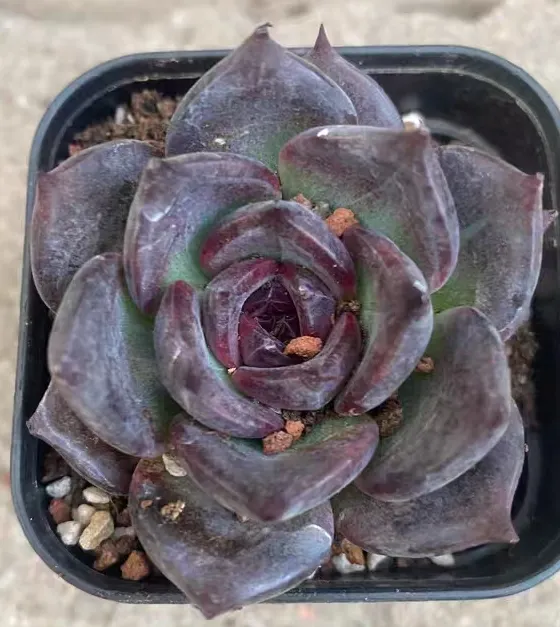 plant Aeonium Echeveria Haworthia  Caudex  Lithops Cactus  Agave 