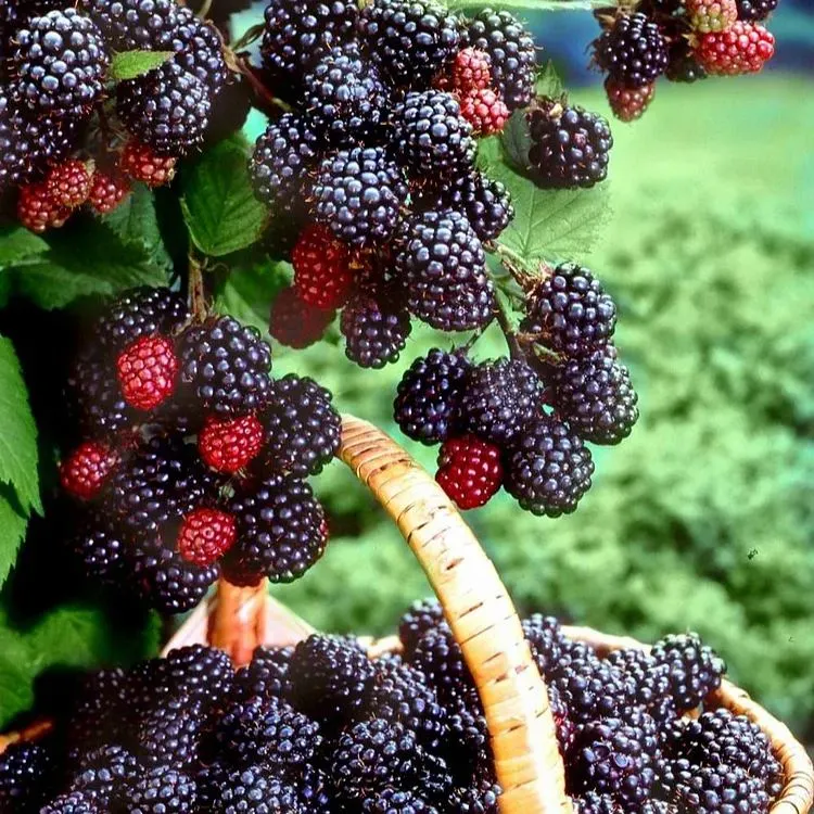 Sweet Giant Blackberry Seeds