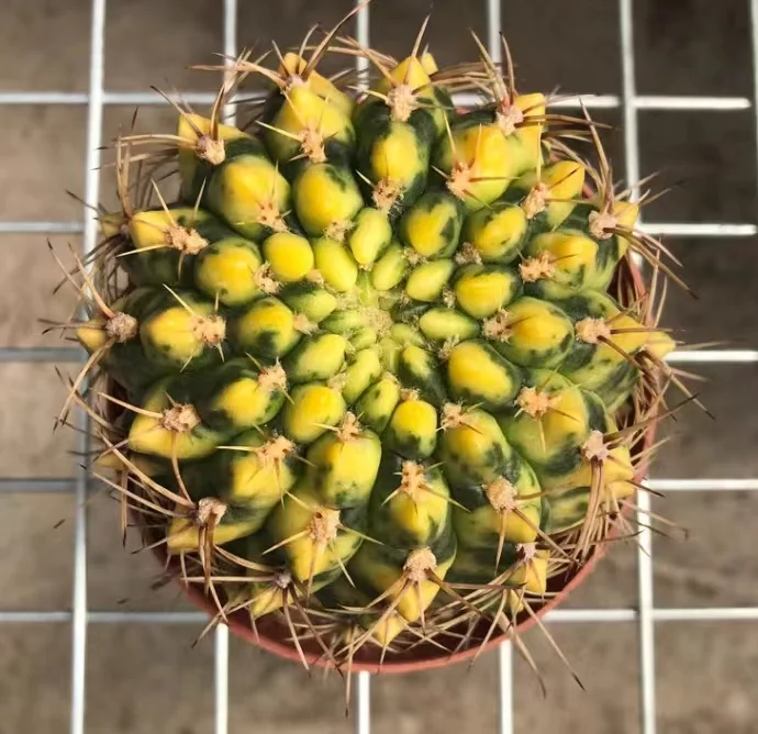 572. Plough brocade. /Cactus plants / Succulent plants/Garden landscape / Succulent plants /  select healthy plants