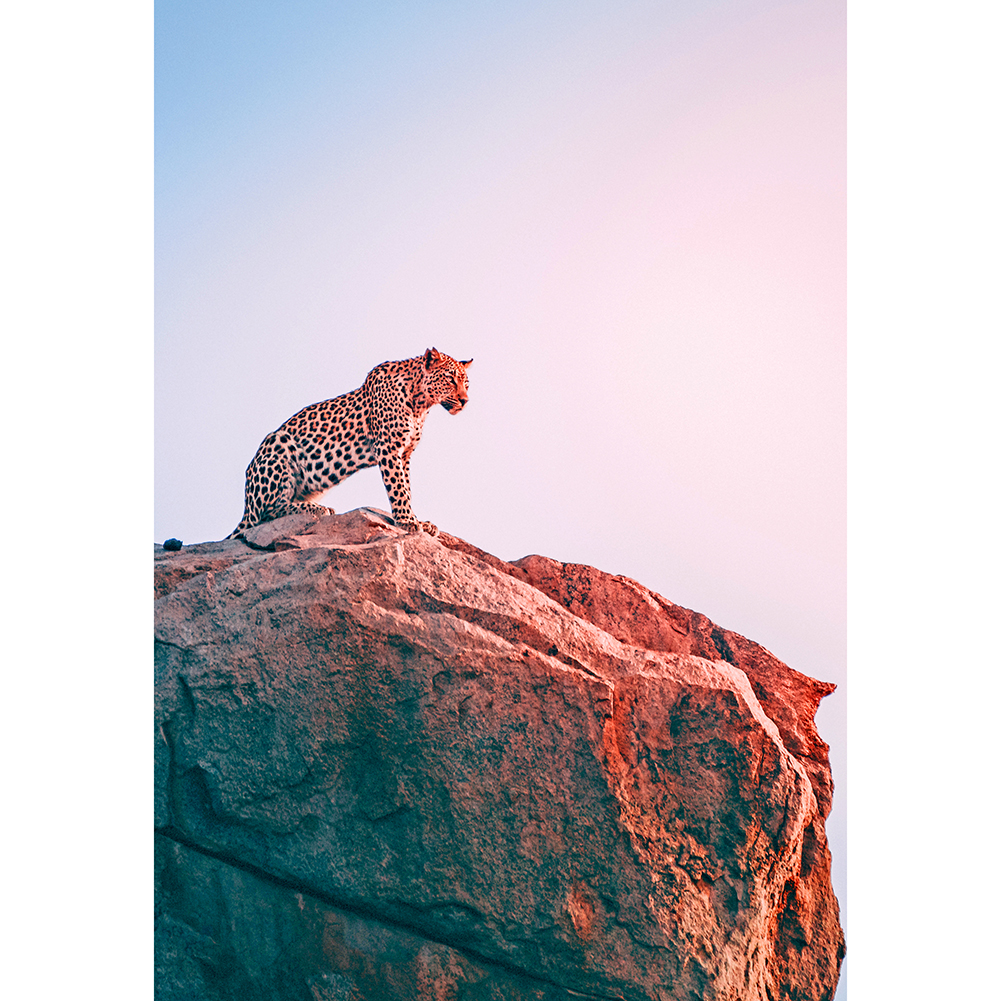 

Stone Leopard - 1000 Pieces Jigsaw Puzzle, 501 Original