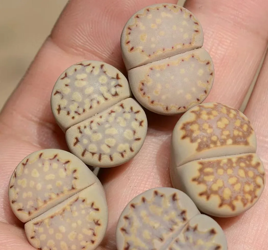 plant Aeonium Echeveria Haworthia  Caudex  Lithops Cactus  Agave 