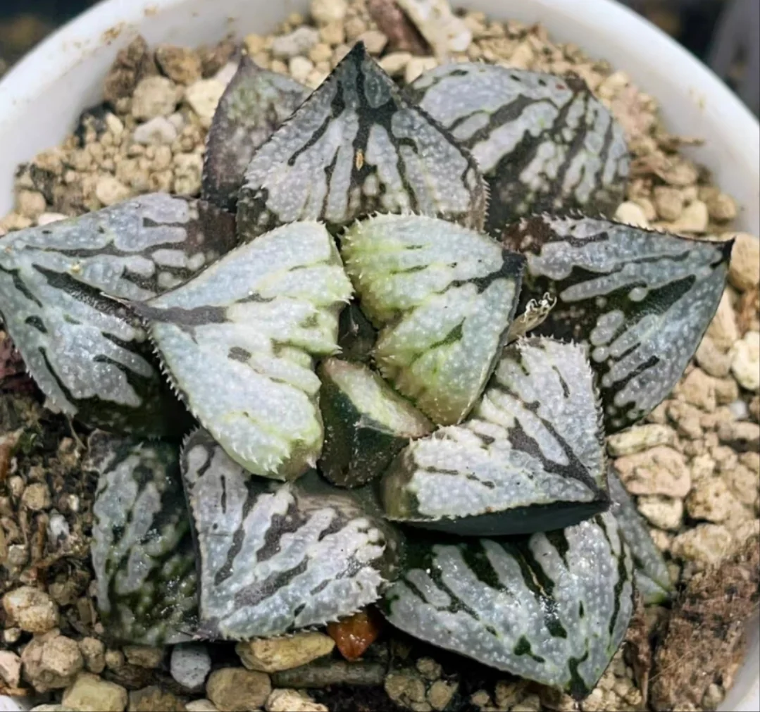 plant Aeonium Echeveria Haworthia  Caudex  Lithops Cactus  Agave 