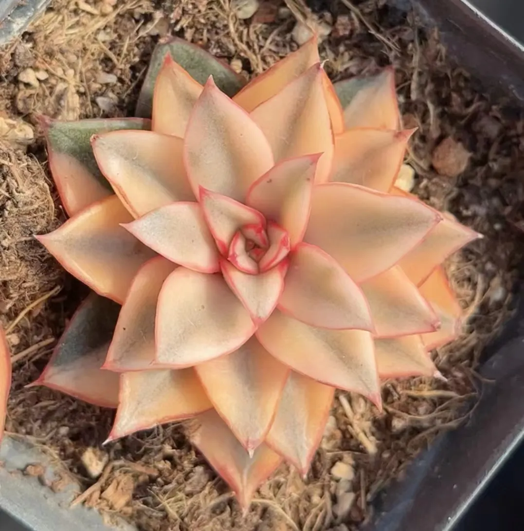 plant Aeonium Echeveria Haworthia  Caudex  Lithops Cactus  Agave 