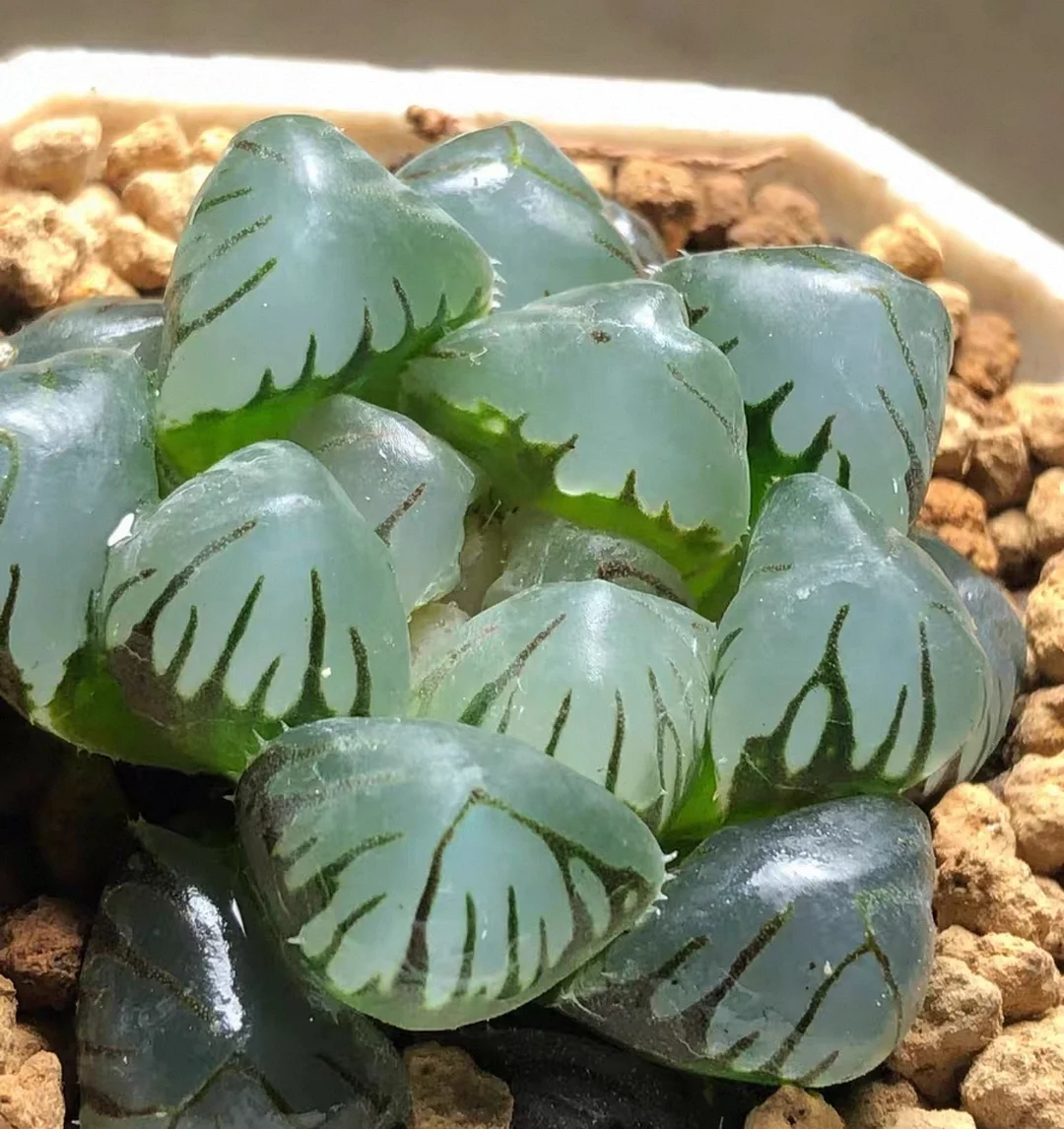 plant Aeonium Echeveria Haworthia  Caudex  Lithops Cactus  Agave 