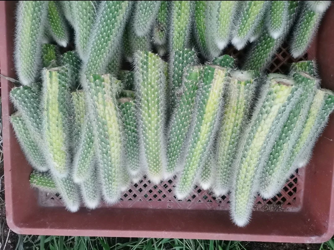 plant Aeonium Echeveria Haworthia  Caudex  Lithops Cactus  Agave 