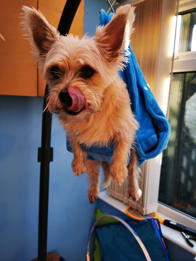 Dog Grooming Sling Hammock with dog