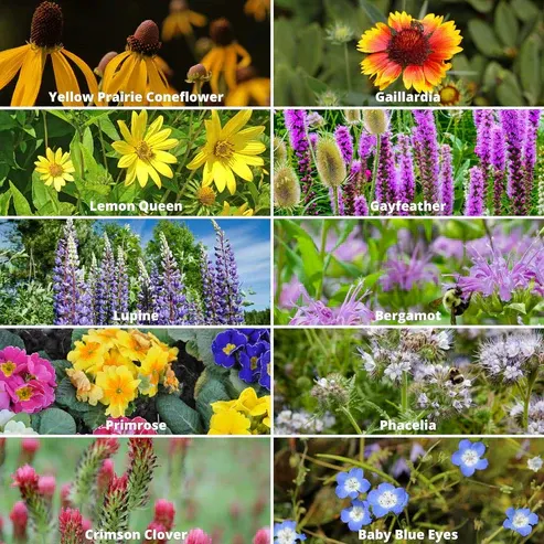 🔥Last day clearance💝Premium Cold-Hardy Mixed Perennial Flower Seeds - Selected 40+ Fall Planting Mix
