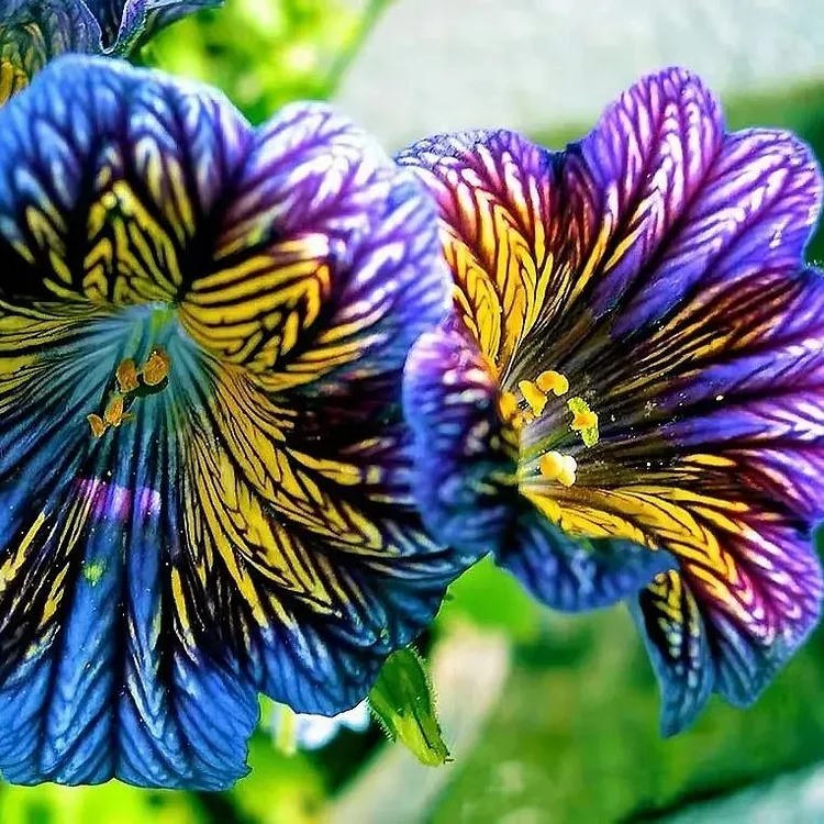 Chilean Morning Glory Seeds