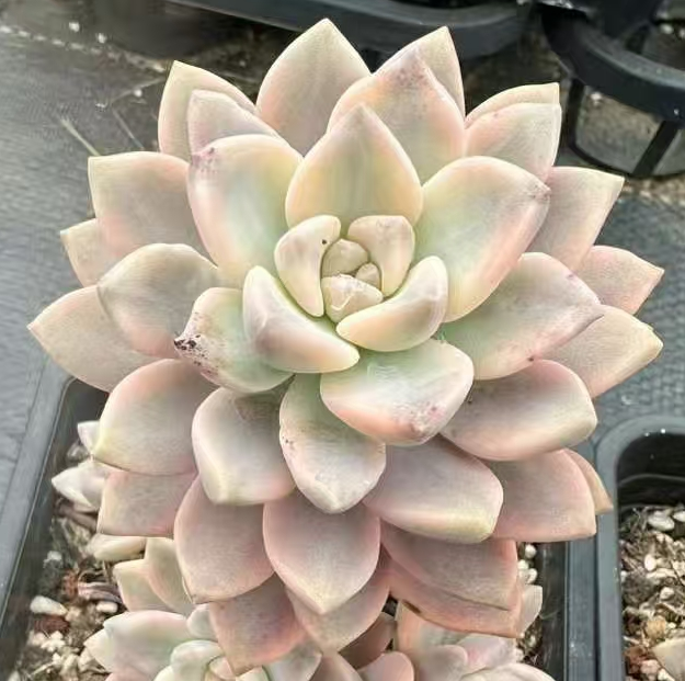 plant Aeonium Echeveria Haworthia  Caudex  Lithops Cactus  Agave 