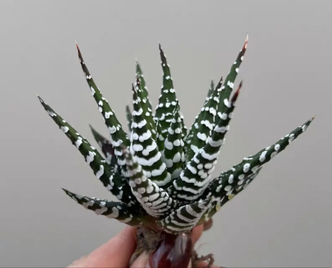 plant Aeonium Echeveria Haworthia  Caudex  Lithops Cactus  Agave 