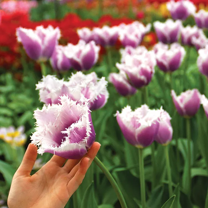 Blue Cummins Tulip Seeds