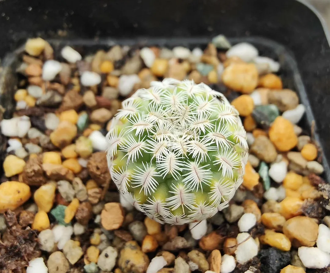 plant Aeonium Echeveria Haworthia  Caudex  Lithops Cactus  Agave 