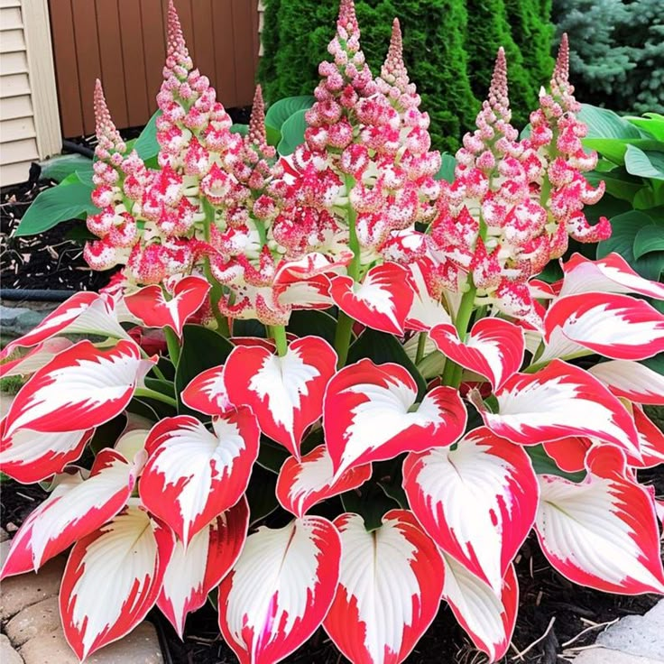 "Red & White Duo Blooms Collection" &mdash;Hosta