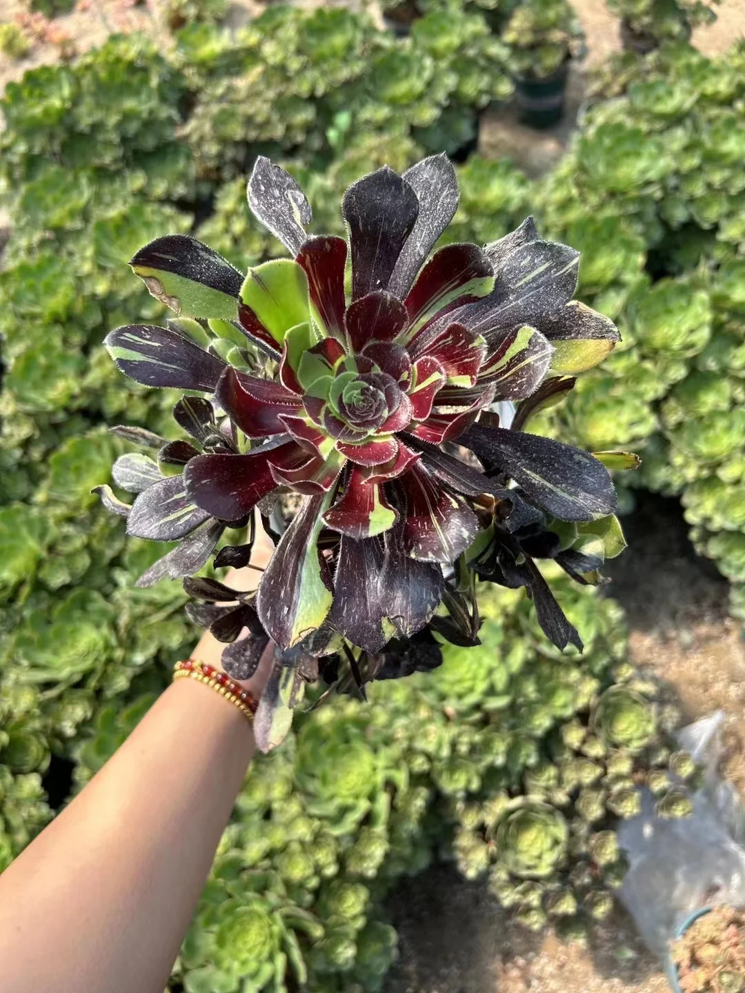 plant Aeonium Echeveria Haworthia  Caudex  Lithops Cactus  Agave 