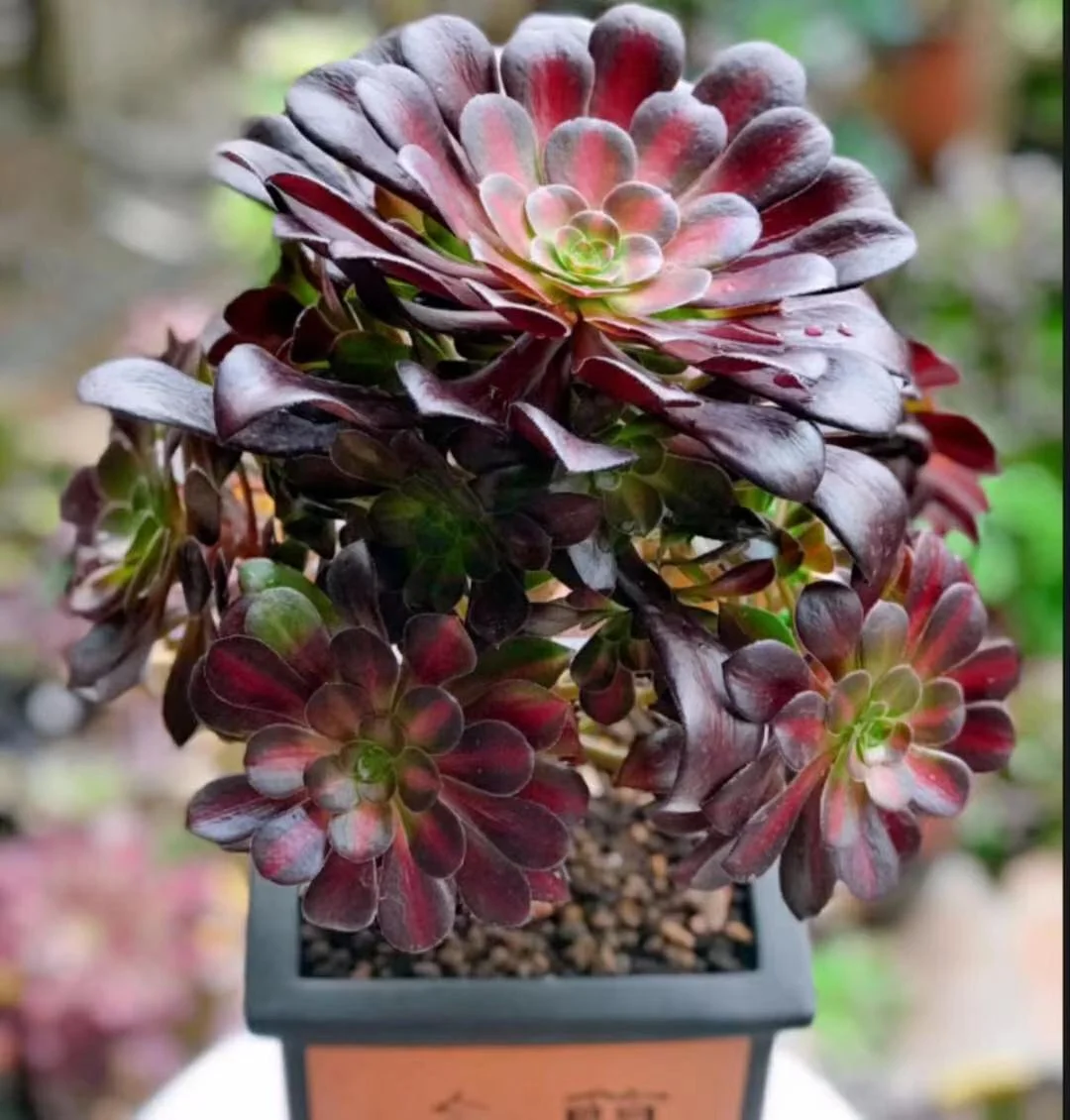 15. Kilimanjaro cluster 8 heads 12-15cm / Aeonium / Succulent plants / Garden landscape / Carefully select healthy plants