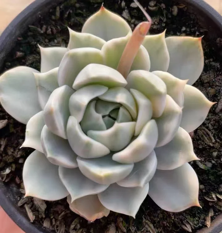 plant Aeonium Echeveria Haworthia  Caudex  Lithops Cactus  Agave 